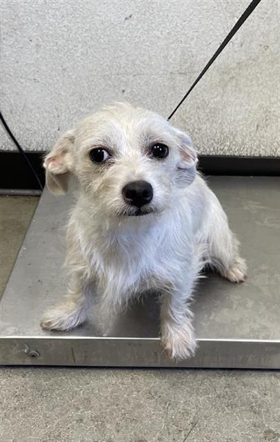 Shelter Stray Female Dog last seen Near BLOCK S MERIDIAN AVE, FRESNO CA 93725 1664, 5277 E Airways Blvd, Fresno, CA 93727, USA
