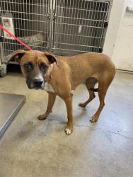 Shelter Stray Female Dog last seen Near BLOCK S SIERRA VISTA AVE, FRESNO CA 93702 3138, 5277 E Airways Blvd, Fresno, CA 93727, USA