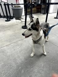 Found/Stray Female Dog last seen Rivermark Plaza, Santa Clara, CA 95054