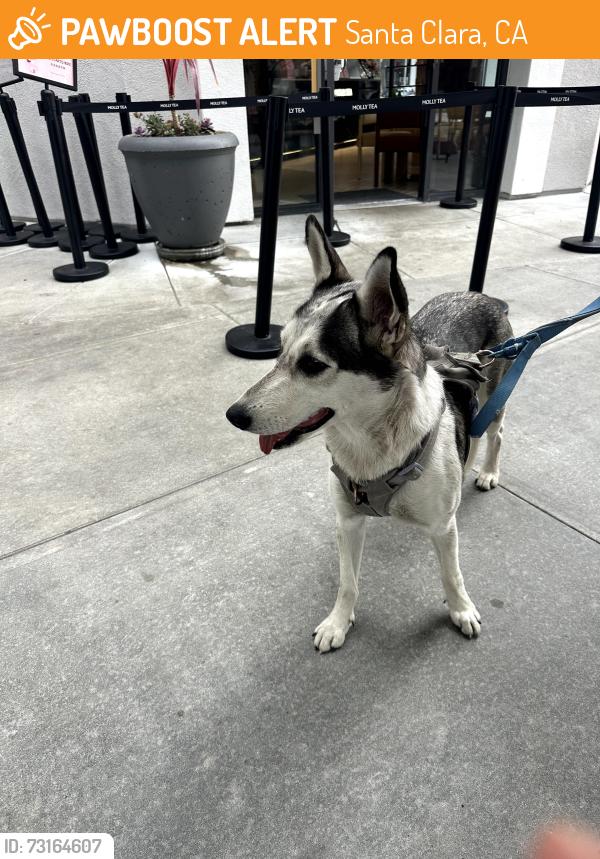 Found/Stray Female Dog last seen Rivermark Plaza, Santa Clara, CA 95054