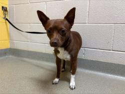 Shelter Stray Male Dog last seen Near BLOCK KING ST, COLORADO SPRINGS CO 80904, 610 Abbot Ln, Colorado Springs, CO 80905, USA