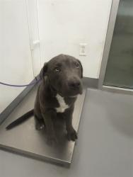 Shelter Stray Male Dog last seen Near BLOCK ROBERTSON ST, HOMELAND, CA, 581 S Grand Ave, San Jacinto, CA 92582, USA