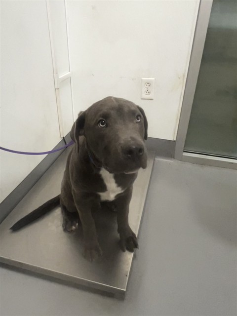 Shelter Stray Male Dog last seen Near BLOCK ROBERTSON ST, HOMELAND, CA, 581 S Grand Ave, San Jacinto, CA 92582, USA