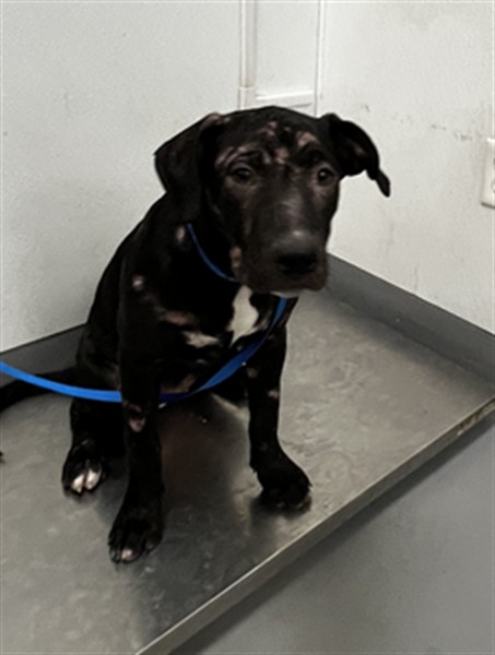 Shelter Stray Female Dog last seen Near BLOCK ROBERTSON ST, HOMELAND, CA, 581 S Grand Ave, San Jacinto, CA 92582, USA