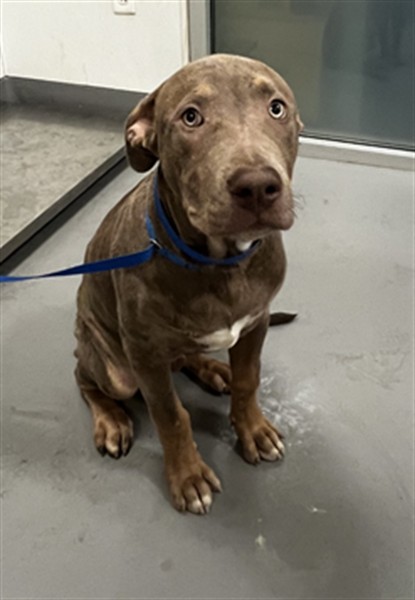 Shelter Stray Male Dog last seen Near BLOCK ROBERTSON ST, HOMELAND, CA, 581 S Grand Ave, San Jacinto, CA 92582, USA