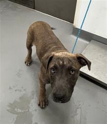 Shelter Stray Male Dog last seen Near BLOCK ROBERTSON ST, HOMELAND, CA, 581 S Grand Ave, San Jacinto, CA 92582, USA