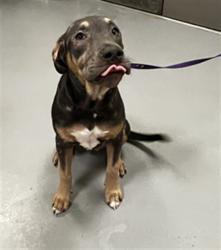Shelter Stray Female Dog last seen Near BLOCK ROBERTSON ST, HOMELAND, CA, 581 S Grand Ave, San Jacinto, CA 92582, USA