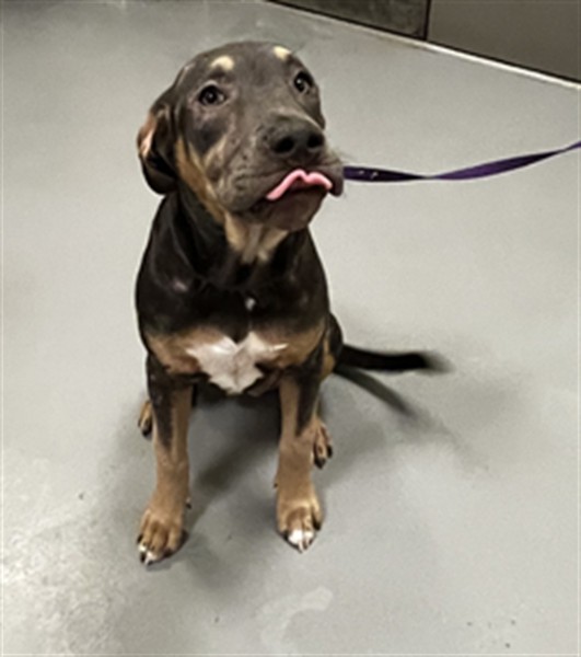 Shelter Stray Female Dog last seen Near BLOCK ROBERTSON ST, HOMELAND, CA, 581 S Grand Ave, San Jacinto, CA 92582, USA