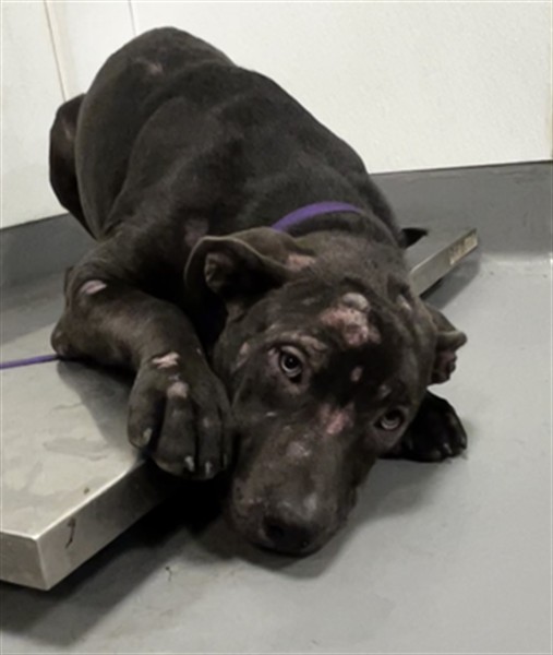Shelter Stray Female Dog last seen Near BLOCK ROBERTSON ST, HOMELAND, CA, 581 S Grand Ave, San Jacinto, CA 92582, USA