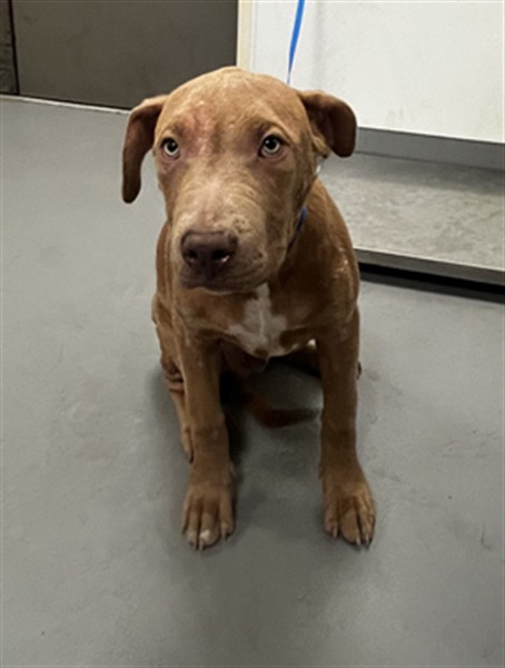 Shelter Stray Male Dog last seen Near BLOCK ROBERTSON ST, HOMELAND, CA, 581 S Grand Ave, San Jacinto, CA 92582, USA