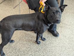 Shelter Stray Female Dog last seen Near BLOCK FARNSWORTH DR, COLORADO SPRINGS CO 80916, 610 Abbot Ln, Colorado Springs, CO 80905, USA
