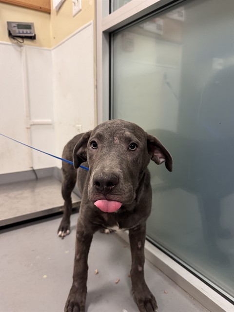 Shelter Stray Male Dog last seen Near BLOCK ROBERTSON ST, HOMELAND, CA, 581 S Grand Ave, San Jacinto, CA 92582, USA