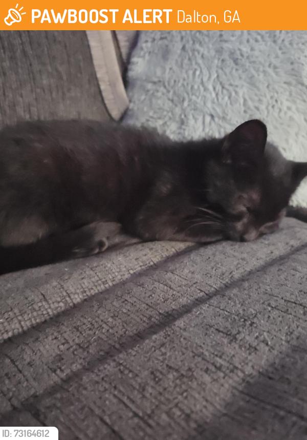 Found/Stray Male Cat last seen Trammel and Richardson, Dalton, GA 30720
