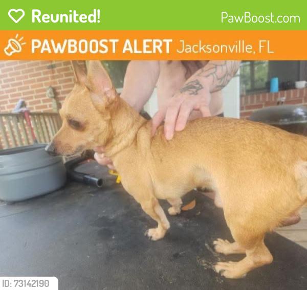 Reunited Male Dog last seen Poppy dr and lakeshore blvd, Jacksonville, FL 32205