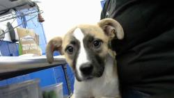 Shelter Stray Female Dog last seen CENTRAL AND TRAMWAY, 8920 Lomas Blvd NE, Albuquerque, NM 87112, USA