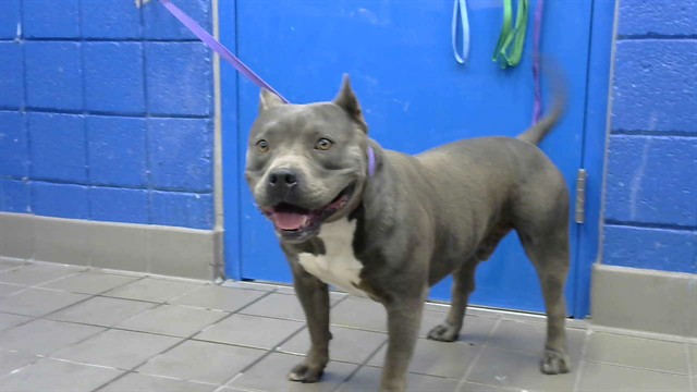 Shelter Stray Male Dog last seen Near BLOCK GENERAL PATCH ST SE, 8920 Lomas Blvd NE, Albuquerque, NM 87112, USA