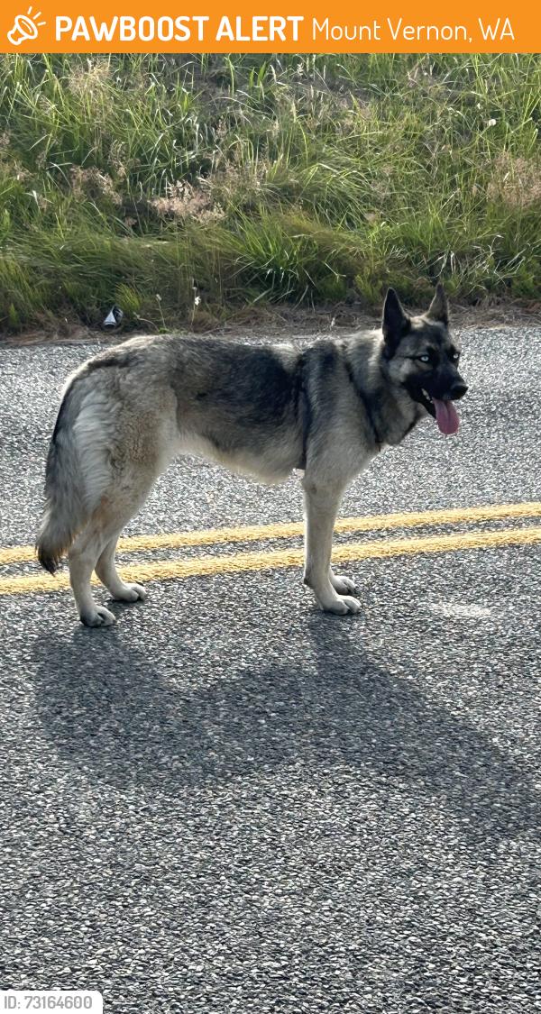 Found/Stray Unknown Dog last seen Torset road, Mount Vernon, WA 98273
