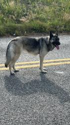 Found/Stray Unknown Dog last seen Torset road, Mount Vernon, WA 98273