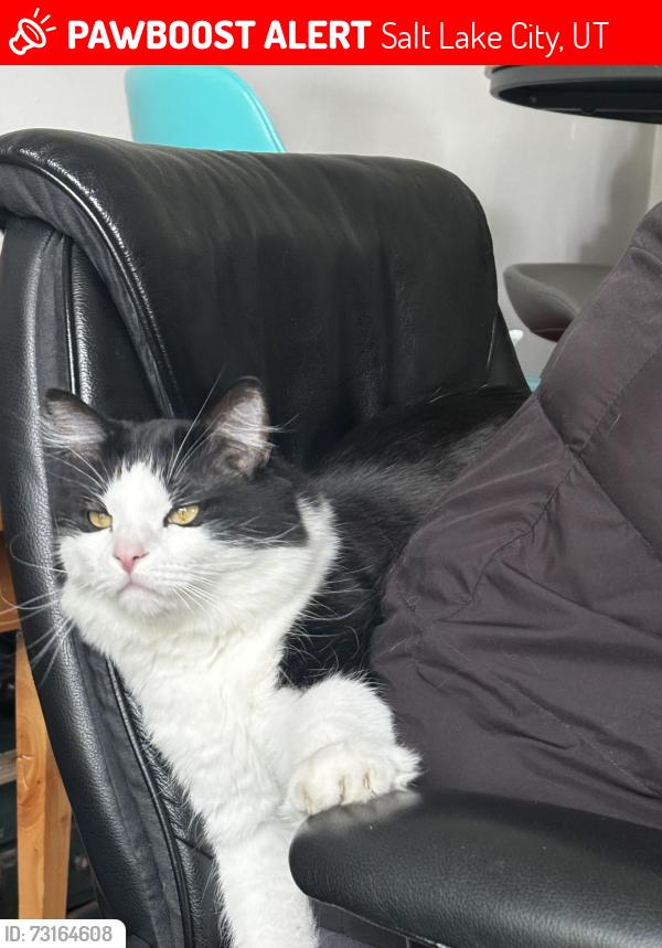 Lost Male Cat last seen 4th Ave. and G Street in lower avenues, Salt Lake City, UT 84103