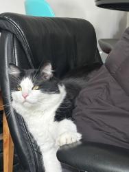 Lost Male Cat last seen 4th Ave. and G Street in lower avenues, Salt Lake City, UT 84103