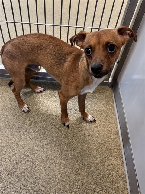 Shelter Stray Male Dog last seen Near BLOCK W LARKIN WAY, 4522 W 3500 S, West Valley City, UT 84120, USA