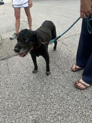 Found/Stray Female Dog last seen Handman, Cincinnati, OH 45226
