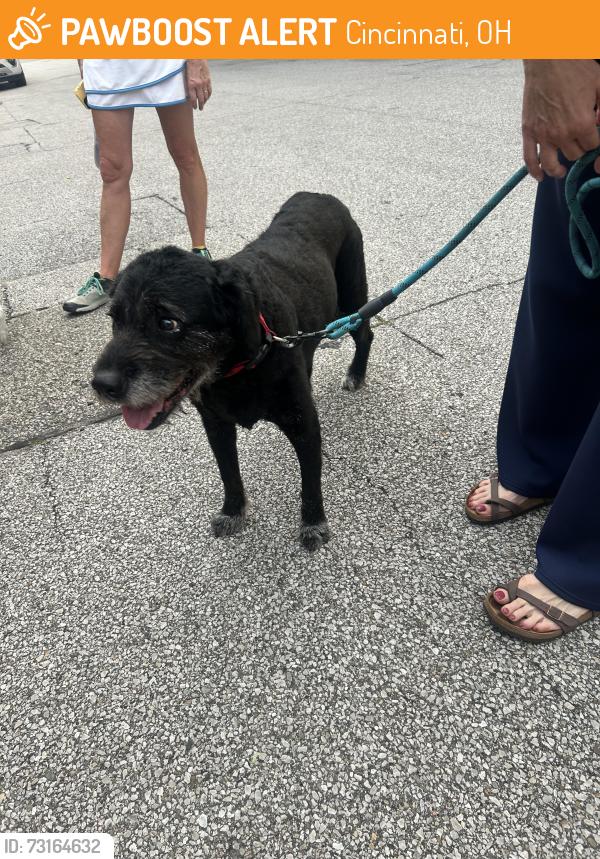 Found/Stray Female Dog last seen Handman, Cincinnati, OH 45226