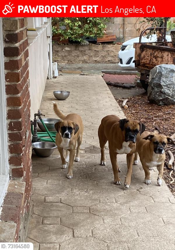 Lost Male Dog last seen Corbin and Lassen, Los Angeles, CA 91311