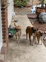 Lost Male Dog last seen Corbin and Lassen, Los Angeles, CA 91311