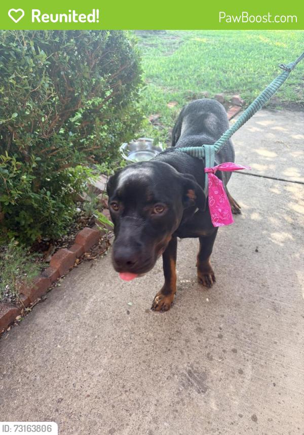 Reunited Male Dog last seen Remington Ranch Rd and Lariat, Mansfield, TX 76063