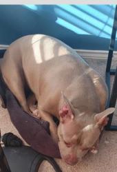 Lost Female Dog last seen Center, Arlington, TX 76010