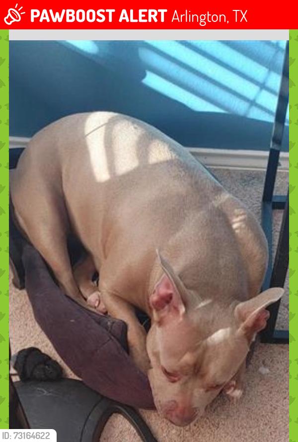 Lost Female Dog last seen Center, Arlington, TX 76010