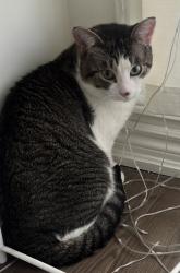 Lost Male Cat last seen Salem Rd & Lord Dr, Ajax, ON 