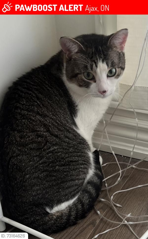 Lost Male Cat last seen Salem Rd & Lord Dr, Ajax, ON 