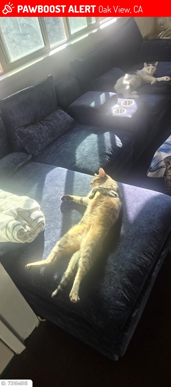 Lost Female Cat last seen Santa ana blvd, Oak View, CA 93022