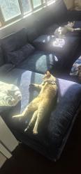 Lost Female Cat last seen Santa ana blvd, Oak View, CA 93022