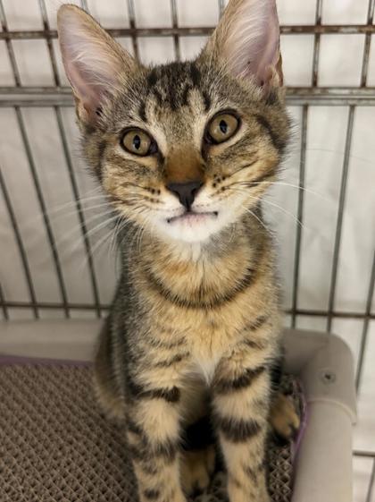 Shelter Stray Male Cat last seen Outside, Other, FL, 4030 S Airport Rd, Inverness, FL 34450, USA