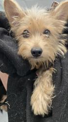 Shelter Stray Male Dog last seen Chassella, Rancho Cordova, CA, 6201 Florin Perkins Rd, Sacramento, CA 95828, USA