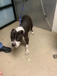 Shelter Stray Male Dog last seen Near Ave H, East District, TX, 355 Hillshire Dr, Haslet, TX 76052, USA