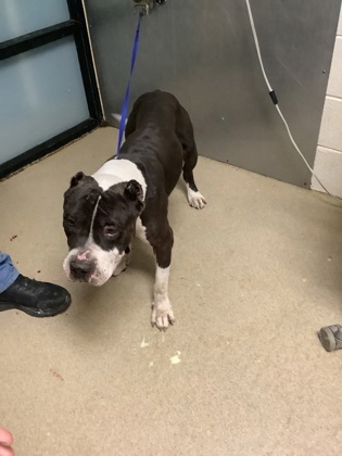 Shelter Stray Male Dog last seen Near Ave H, East District, TX, 355 Hillshire Dr, Haslet, TX 76052, USA