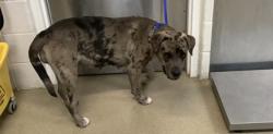 Shelter Stray Female Dog last seen Near Ave H, East District, TX, 355 Hillshire Dr, Haslet, TX 76052, USA
