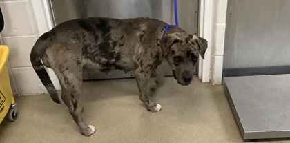 Shelter Stray Female Dog last seen Near Ave H, East District, TX, 355 Hillshire Dr, Haslet, TX 76052, USA