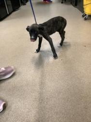 Shelter Stray Female Dog last seen Near Jacksboro HWY, North District, TX, 355 Hillshire Dr, Haslet, TX 76052, USA