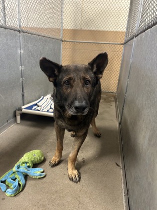 Shelter Stray Male Dog last seen Near Tanforan Dr., Madera County, CA, 205 Tozer St, Madera, CA 93638, USA