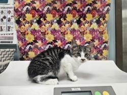 Shelter Stray Male Cat last seen Near Albon road, Lucas County, OH, 827 Illinois Ave, Maumee, OH 43537, USA