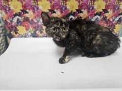 Shelter Stray Female Cat last seen Welker Ave., Lucas County, OH, 827 Illinois Ave, Maumee, OH 43537, USA