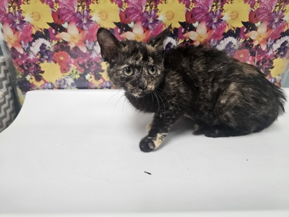 Shelter Stray Female Cat last seen Welker Ave., Lucas County, OH, 827 Illinois Ave, Maumee, OH 43537, USA