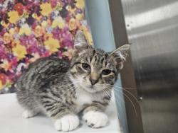 Shelter Stray Male Cat last seen Prouty ST Toledo 43609, Lucas County, OH, 827 Illinois Ave, Maumee, OH 43537, USA