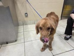 Shelter Stray Male Dog last seen Near RAIDER WAY, Williamson County, TX, 1855 SE Inner Loop, Georgetown, TX 78626, USA