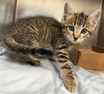 Shelter Stray Female Cat last seen Herrera St Hutto Texas Trapped, City of Hutto, TX, 1855 SE Inner Loop, Georgetown, TX 78626, USA